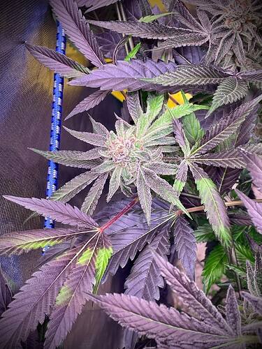 Growreport Bild 5