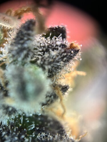 Growreport Bild 12