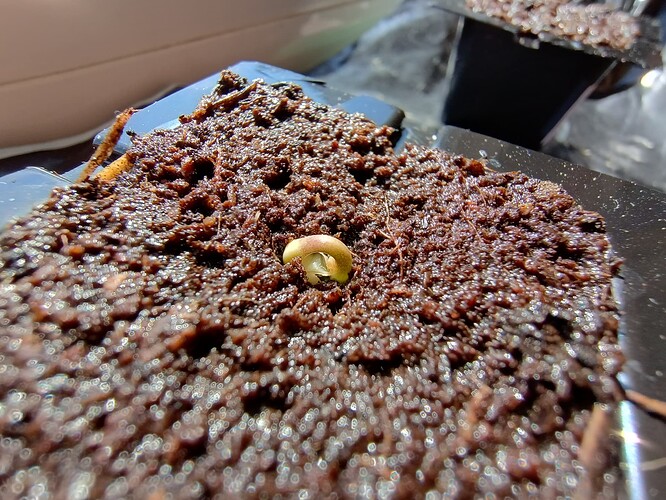 IMG_20240413_114658155_HDR