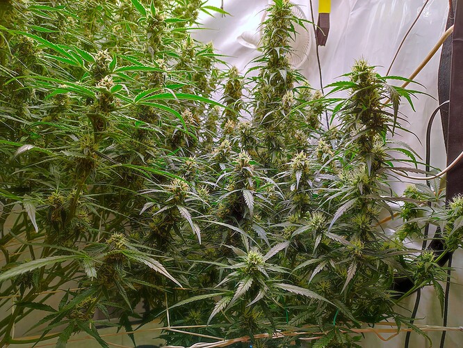 Growreport Bild 30