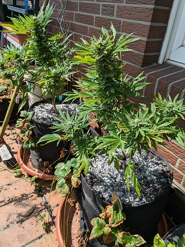 PXL_20240710_135001591