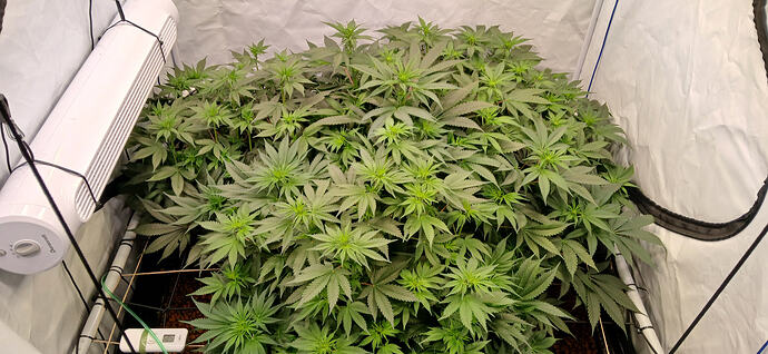 Growreport Bild 3