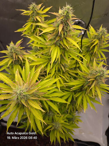 Eine blühende Cannabis-Pflanze in einem Grow-Zelt.