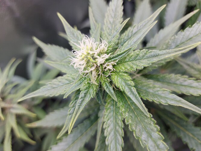 Growreport Bild 2