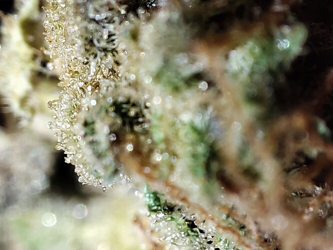 Growreport Bild 27