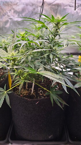 Growreport Bild 16