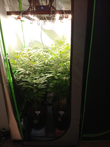 Growreport Bild 31