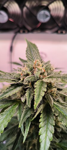 Growreport Bild 9