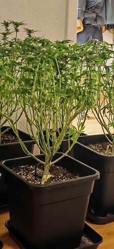 Growreport Bild 4