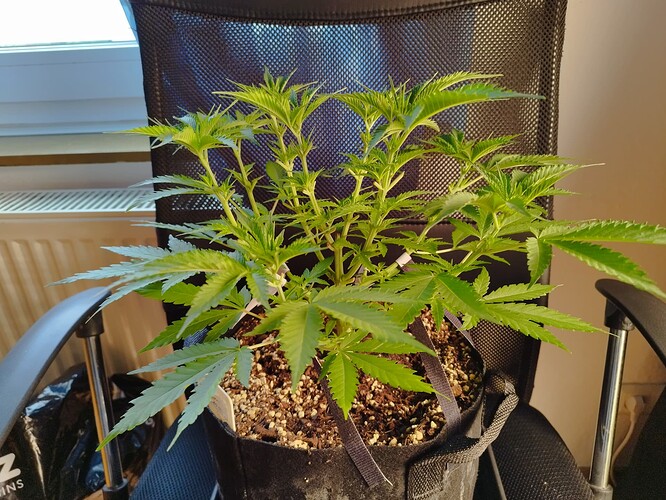 Eine junge Cannabispflanze in einem Stofftopf, die sich in der Wachstumsphase befindet und auf einem Bürostuhl steht.