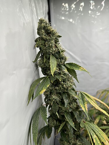 Growreport Bild 7