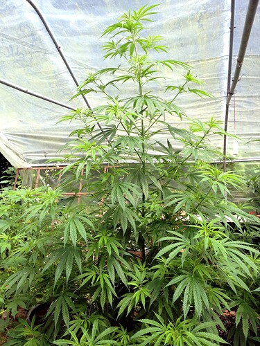 Growreport Bild 1