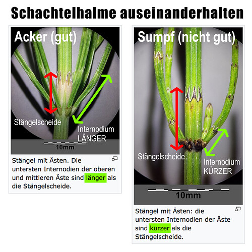 Schachtelhalme auseinanderhalten