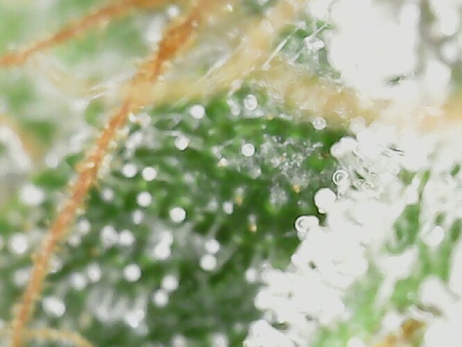 Growreport Bild 74