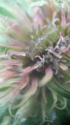 Growreport Bild 2