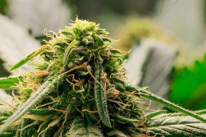 Growreport Bild 6