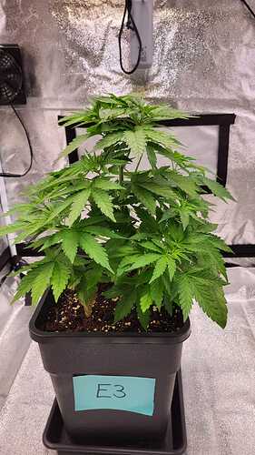 Growreport Bild 13