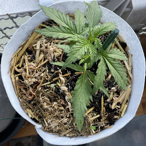 Growreport Bild 1