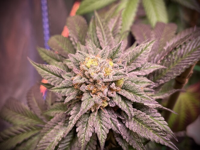 Growreport Bild 6