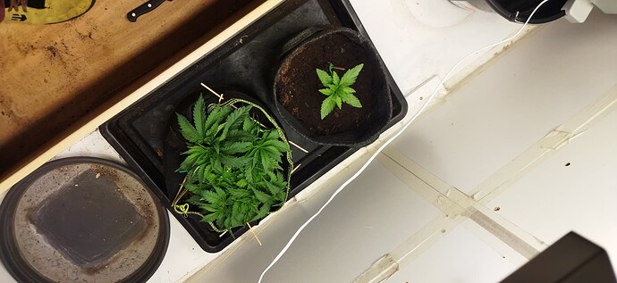 Growreport Bild 27