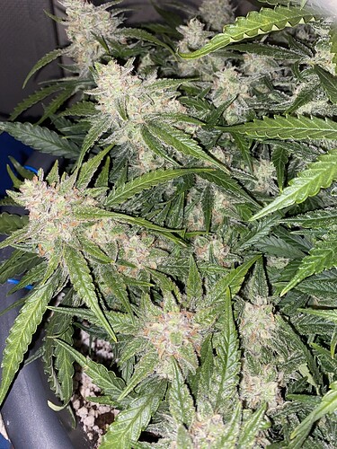 Growreport Bild 21