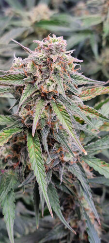 Growreport Bild 31