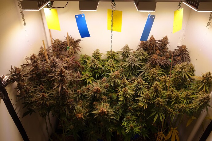 Growreport Bild 1