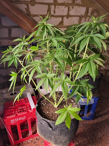 Zwei junge Cannabispflanzen in Stofftöpfen, die sich im Wuchs befinden. Eine Pflanze steht im Vordergrund, die andere leicht dahinter. Im Hintergrund sind eine Ziegelwand und Holzbalken zu sehen.