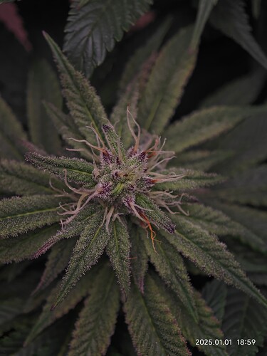 Growreport Bild 9