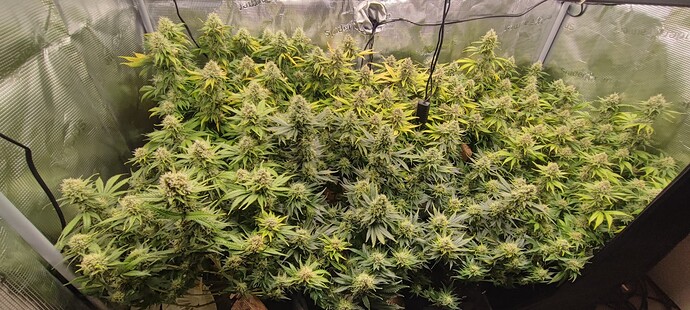 Growreport Bild 9