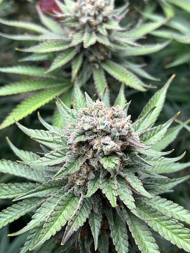 Nahaufnahme eines Cannabis-Buds in der späten Blütephase mit sichtbaren Trichomen und leichten violetten Verfärbungen an den Blättern.