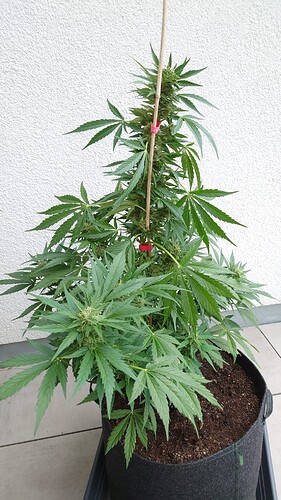Growreport Bild 25