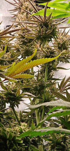 Growreport Bild 54