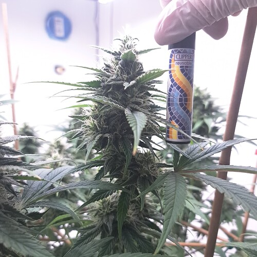 Growreport Bild 18