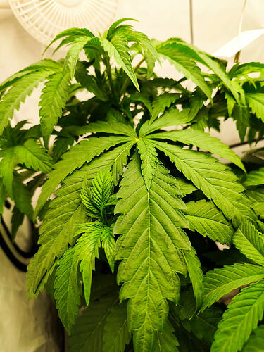 Growreport Bild 2