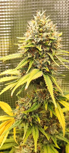 Growreport Bild 12