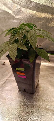 Growreport Bild 4