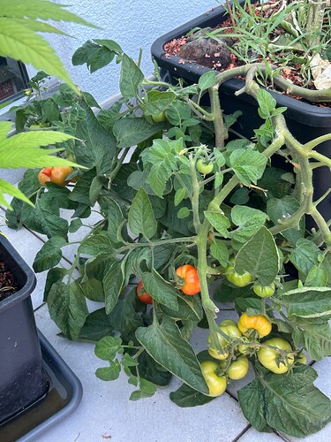 Growreport Bild 29