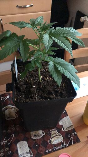 Growreport Bild 8