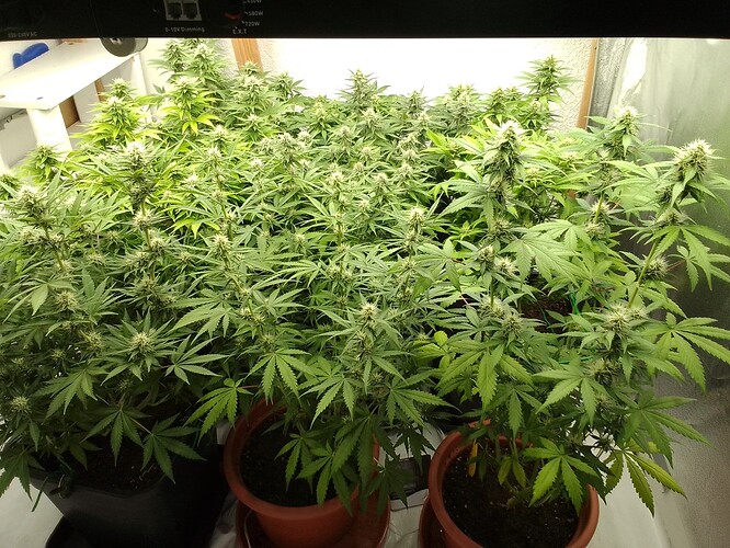 Growreport Bild 7