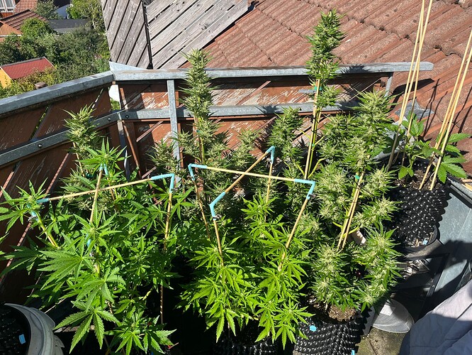 Growreport Bild 7