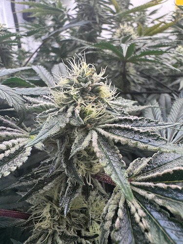 Growreport Bild 5