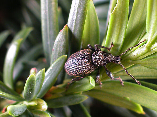 Black-Vine-Weevil