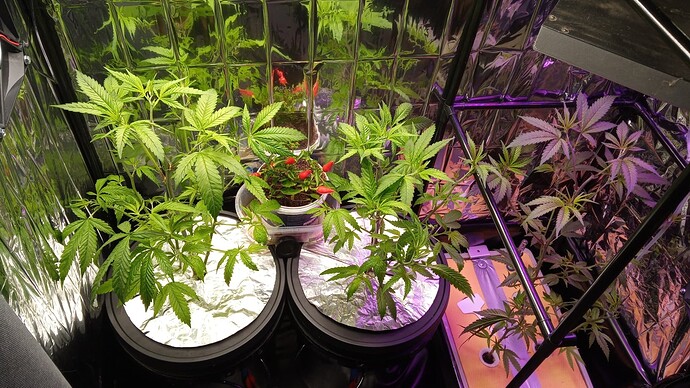 Growreport Bild 5