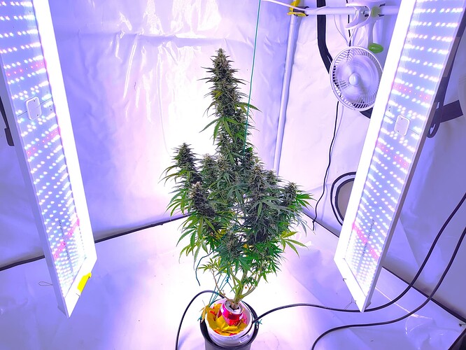 Growreport Bild 2