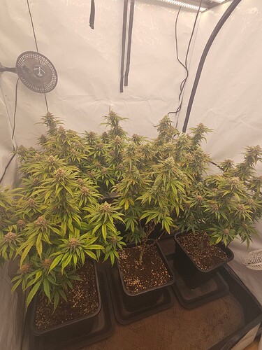 Growreport Bild 17
