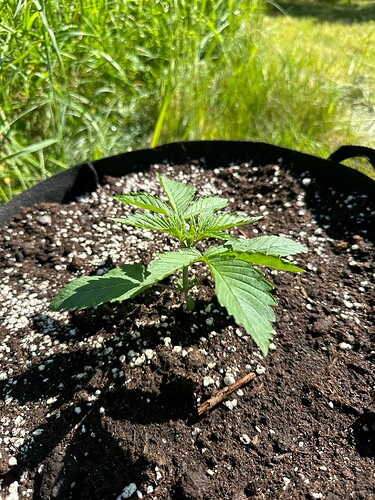 Growreport Bild 5