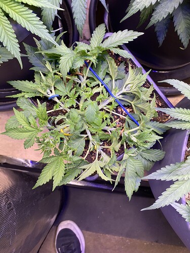 Growreport Bild 115
