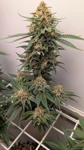 Growreport Bild 15