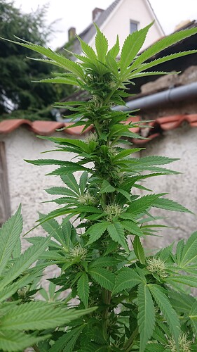BB6